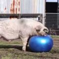 正當大豬玩瑜珈球玩得正嗨時，一個箭步上前竟...豬也是有悲傷情緒的。