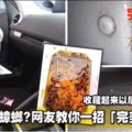 車裡出現蟑螂？網友教你一招「完美解決」！收藏起來以後一定有用到！