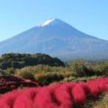 賞楓去！富士山追逐紅葉之旅三選