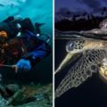 你從來沒看過的世界　今年的「水下攝影大獎」照片美到太震撼