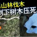 6旬男山林伐木遭倒下樹木壓死