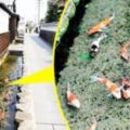 日本路邊水溝居然有鯉魚在游泳！「水質乾淨到不行」跟台灣完全是天地之別！