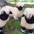 「世界最可愛的羊」根本毛絨娃娃　轉身一齊看讓遊客笑了：五官失蹤