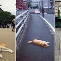 日本懶惰無極限「貓系厭世柴犬」爆紅　超有個性「走到哪躺到哪」：偶累了～