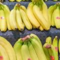 香蕉放2天就變黑變質？水果店老闆透露1個方法，放15天都不會壞！