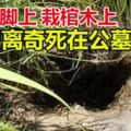 詭異！「頭下腳上」栽棺木上，男離奇死在公墓