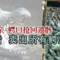 死者父親鱷口搶回遺骸　事發後賣出所有鱷魚