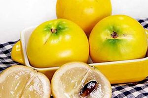 馬來西亞從澳洲引進培植　熱帶黃金果更香甜