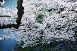 【日本】櫻吹雪的季節：「東京」六個粉櫻大爆炸的浪漫景點