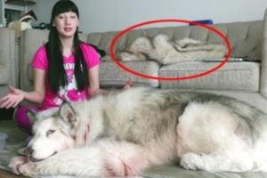 【視頻】網紅上傳愛狗影片卻被觀眾發現「裡面有異狀」，懷疑這隻狗已經被她殺死了…