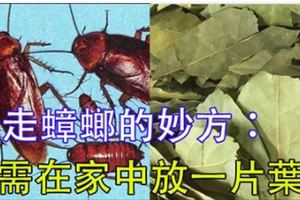 【超實用】趕走蟑螂的妙方：家中準備這一片葉子，從此家裡不再有蟑螂！