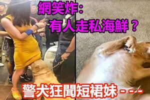 警犬狂聞短裙妹兩腿間！網友笑炸：有人走私海鮮？