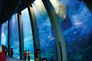 海外首站！4000坪「八景島水族館」設點台灣　2020年登場