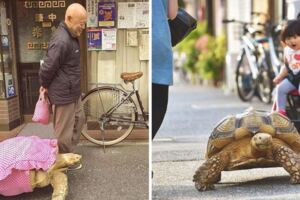 日本老爺爺街頭「遛龜」成奇景　帶70公斤老朋友散步引路人圍觀