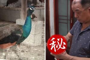 孔雀產稀有黃金蛋飼主嗨翻！專家吐驚人真相