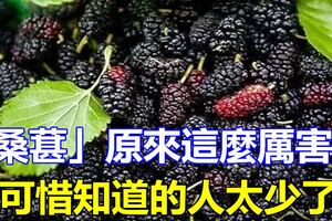 「桑葚」原來這麼厲害！可惜知道的人太少了！