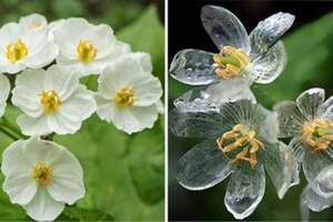 顏色被洗掉了？　可愛小白花「淋到雨會變透明」　花瓣晶瑩剔透超浪漫：沒見過這麼唯美的花