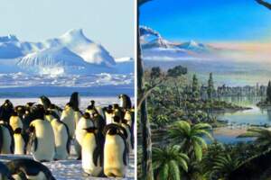 南極以前「其實很溫暖」？研究人員發現南極竟有「9000萬年雨林」痕跡：氣候像紐西蘭！