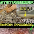 驚呆了！3天挖出巨型蟻穴，活捉30年蟻后！肚子裡都是卵阿...