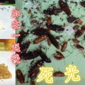 專家教你DIY製作「蟑螂炸彈」！保證你家三年內沒蟑螂！用過得人都說讚！實在是太厲害了啦！