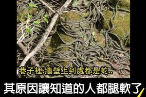 以為是地震前兆，１５０條蛇村裏逃跑，最後原因竟然是...