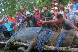 孕婦被6米鱷魚吞食，丈夫殺鱷魚報仇，殺死鱷魚後大家都驚呆了！