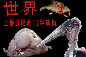 世界上最醜陋的12種動物，已經丑哭了 The Ugly Animals