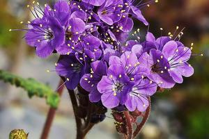 10年一次美國沙漠「死亡谷」百花盛開