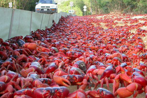 震撼人心的紅蟹大遷徙奇觀
