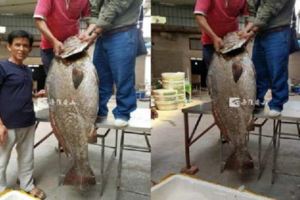 男子捕獲罕見「魚王」，竟開價110萬。。。沒想到它肚子裡的這個「東西」比黃金還值錢！