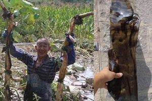 農村阿公水田裡挖出異形蓮藕，洗乾淨後讓所有人吃驚，直呼發財了！