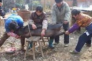 四川一女子與丈夫殺豬時念佛結果發生超靈異事件(圖