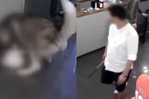 寵物店發生哈士奇咬小型犬事件。後續．．狗主人現身討回公道