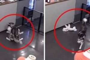 貴婦犬寄宿寵物酒店遭咬身亡，店主竟謊報事實