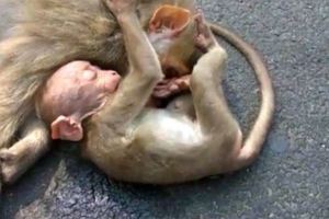 小猴子看著媽媽被車撞後逃馬上衝過去，下一秒「像人類的反應」讓現場的人都哭了…