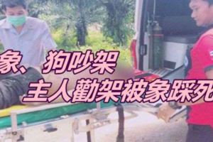 象、狗吵架主人勸架被象踩死