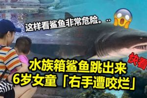 (內有視頻看）水族箱鯊魚跳出來　6歲女童「右手遭咬爛」