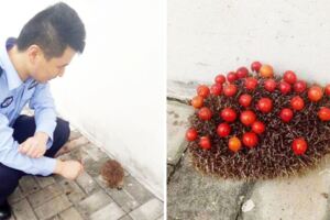 小刺蝟偷吃櫻桃「還打包」刺走32顆　被逮捕畫面害網友笑哭：被治癒了