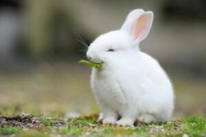 如果你屬兔，那麼下半年你很有可能會經歷一些好運爆發的事情