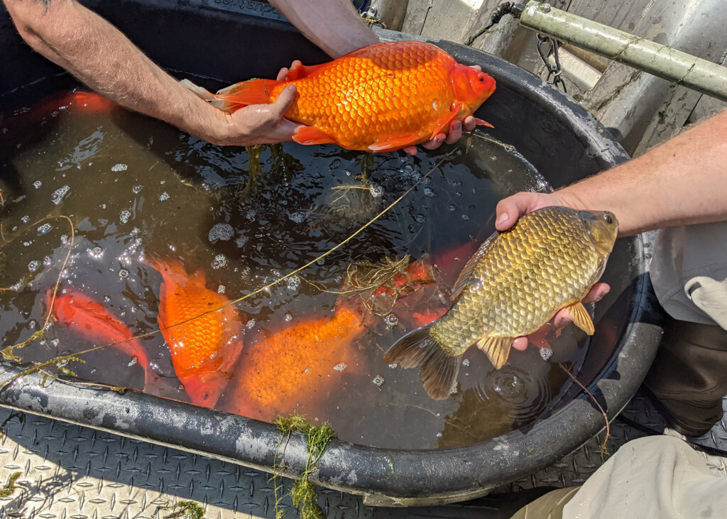 別放生金魚