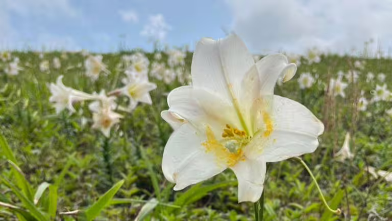 每年的春夏交替之際,就是北海岸台灣野百合的盛開季節。(圖/北觀處提供) 每年的春夏交替之際,就是北海岸台灣野百合的盛開季節。(圖/北觀處提供)