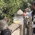 禁止餵食！妹子硬拿食物放欄杆　野生獼猴「秒轉身打臉」：巴呼妳卡清醒勒