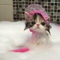 新生貓咪需要洗澡嗎？搞不好會直接讓它們噶掉