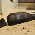 水族館海獅「尾巴被切斷」沒人救？他近看才發現是溫馨畫面