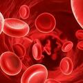 血好壽命長，血虛易早衰 血濁升血脂 血瘀百病來，中醫教你正確養血