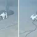 小狗咬電線玩耍　下秒慘僵直倒下