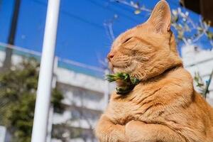 養貓三年了，今天才知道這些有關貓貓的生活小常識