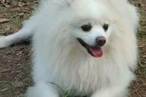 廣州市番禺區2000尋找白色銀狐犬