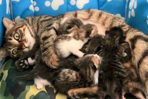 流浪貓生下7隻幼崽後，餵奶時的表情絕了：咋就生了這麼多呢？