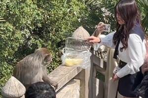 禁止餵食！妹子硬拿食物放欄杆　野生獼猴「秒轉身打臉」：巴呼妳卡清醒勒